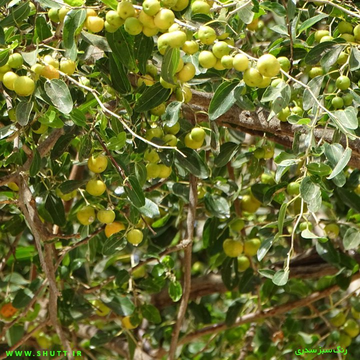 درخت سدر